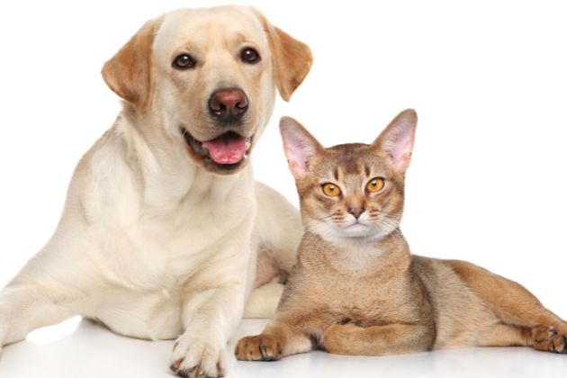 Cat and Dog